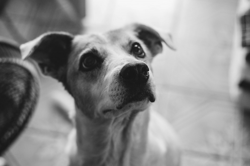 belinha e suzi