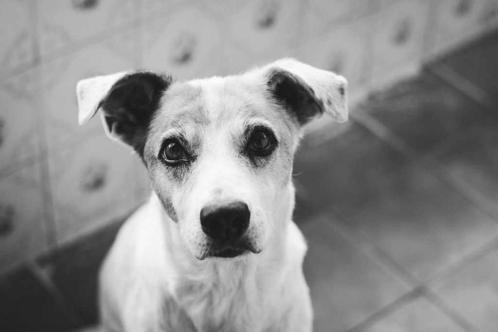 belinha e suzi-14