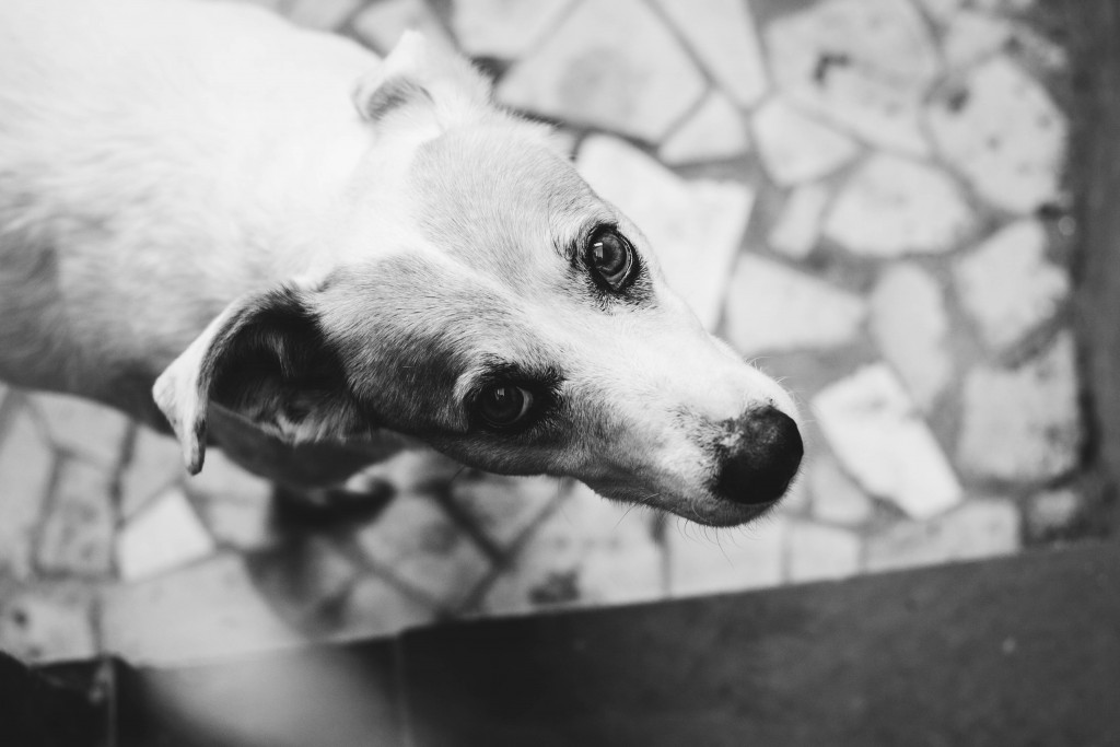 suzi