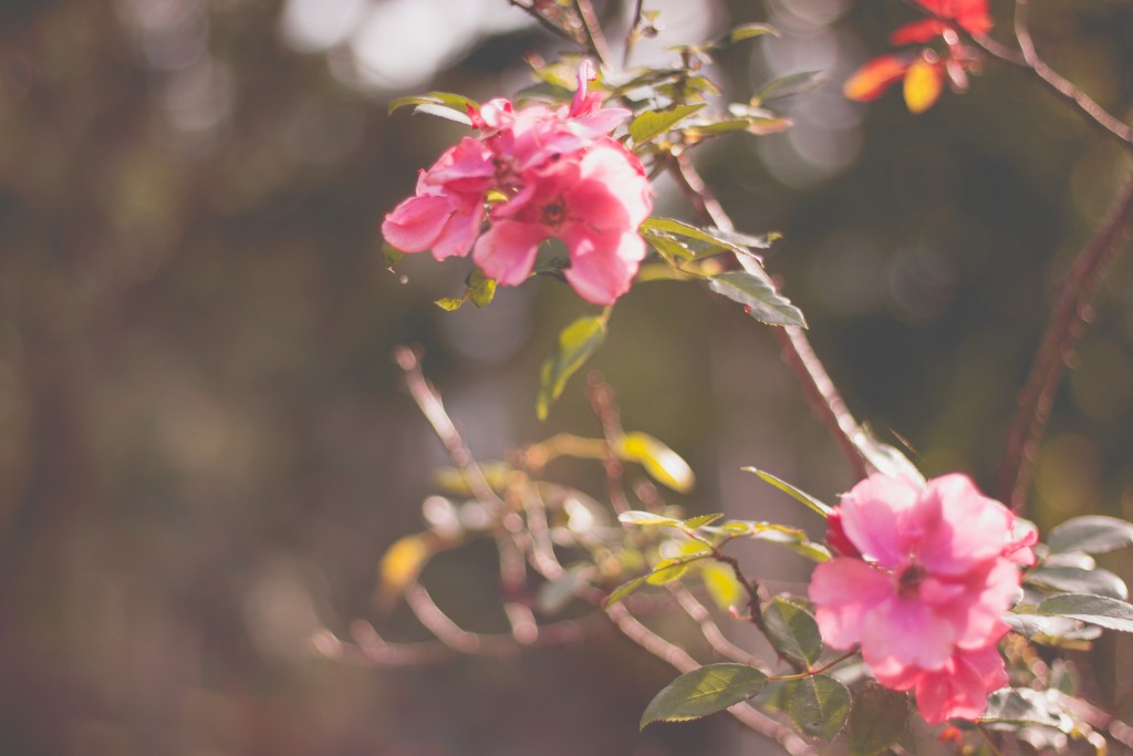jardim5